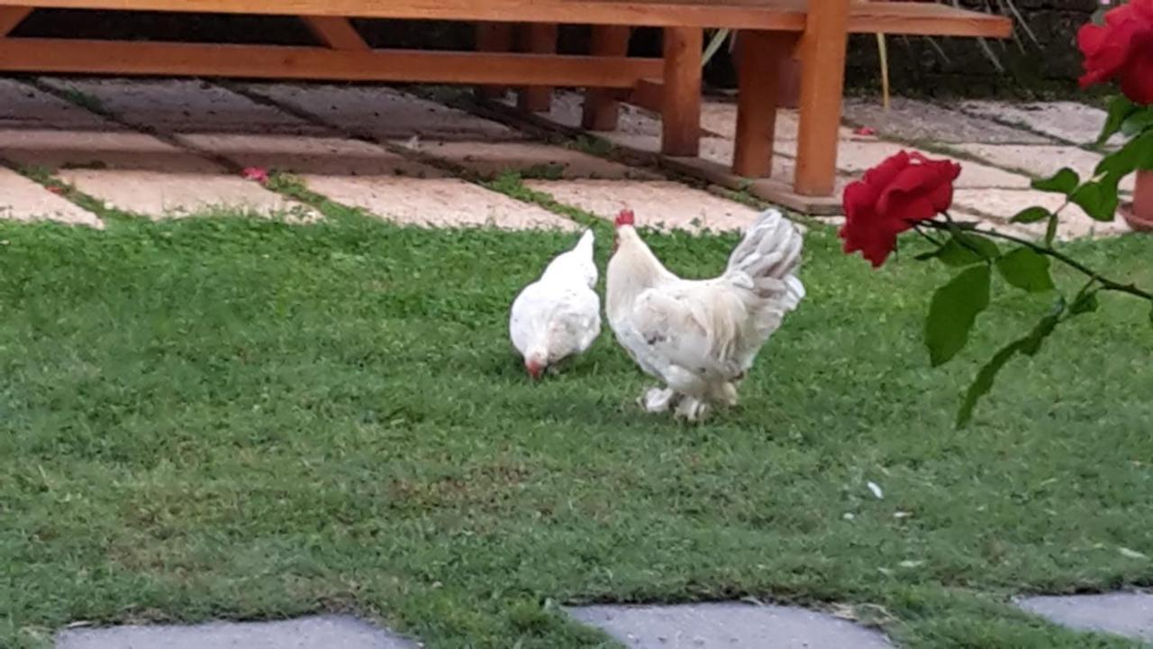 Agriturismo La Casetta Affi Zewnętrze zdjęcie
